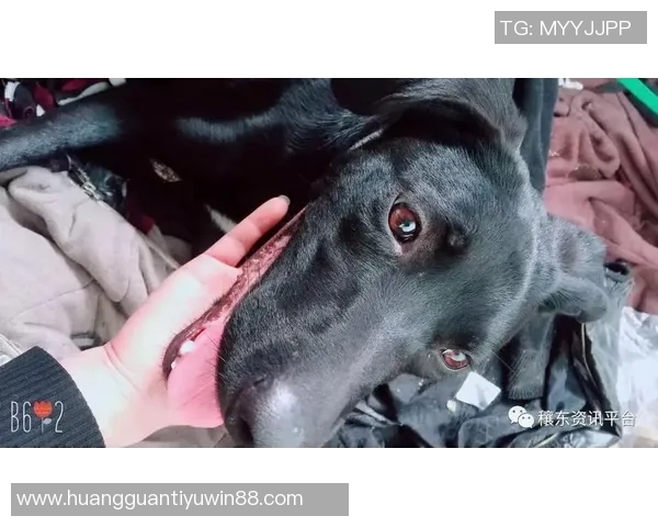 重金悬赏一万美元寻找拉姆塞走失爱犬希望尽快寻回爱宠